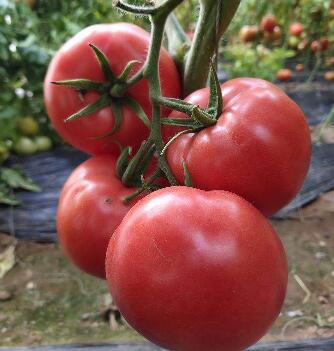 绥化耐低温西红柿苗品种 荆门蔬菜苗培育基地